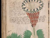 Voynich manuscript