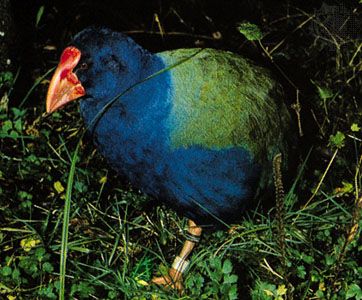 takahē