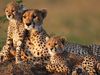 The cheetah is the fastest land animal over short distances. It has become an endangered species in Africa, and is almost extinct in Asia. Cheetah mother with young. Cheetah cubs