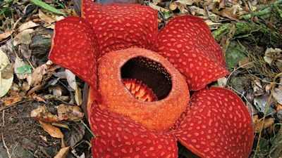 Rafflesia flower