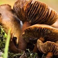 Gills of three old specimens of webcap fungus (Cortinarius) in Gloucestershire, South West England. toxic, fungi, poisonous mushroom