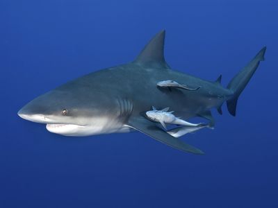 bull shark