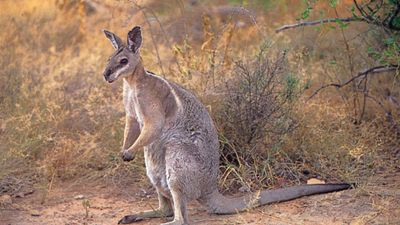 Bridled nail-tailed wallaby (Onychogalea fraenata).