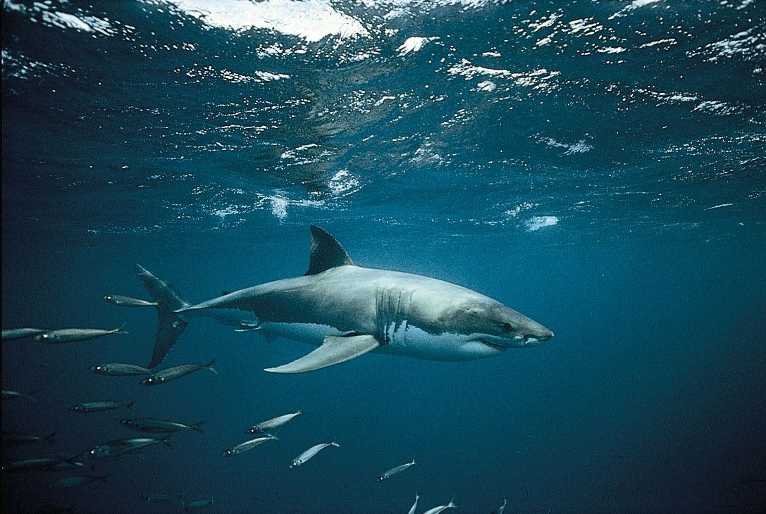 Great White Sharks | Facts You Didn't Know About The Great White Sharks ...