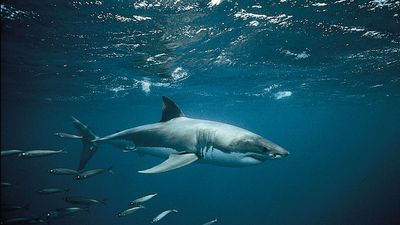 white shark (Carcharodon carcharias)