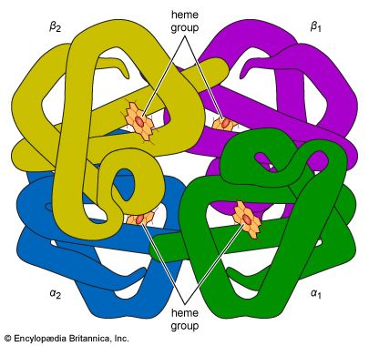 hemoglobin