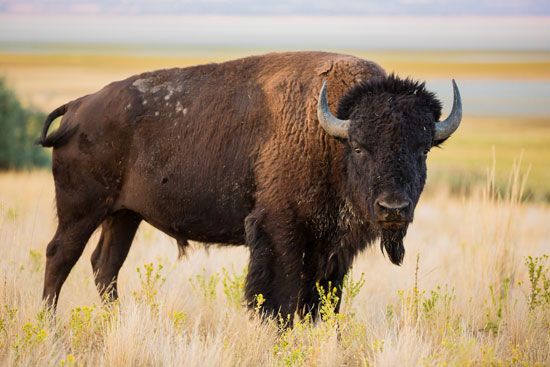 bison: American bison