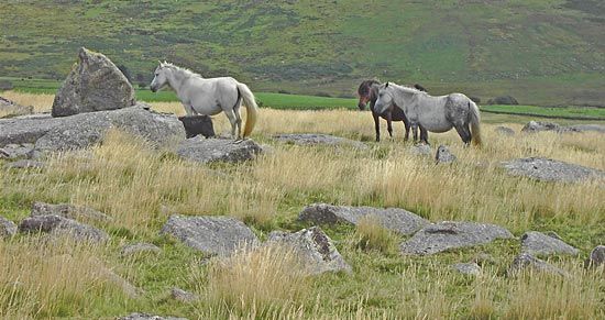 Dartmoor ponies