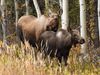 Life cycle of the European moose in Northern Russia