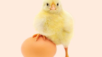 Chicken and an egg with a white background (poultry, chick, birds).