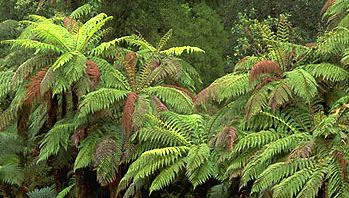 tree fern