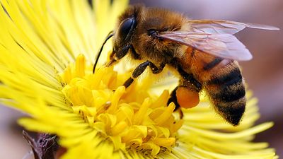 Honey bee with full pollen sac on flower.  (insect, pollination; bug; honeybee)