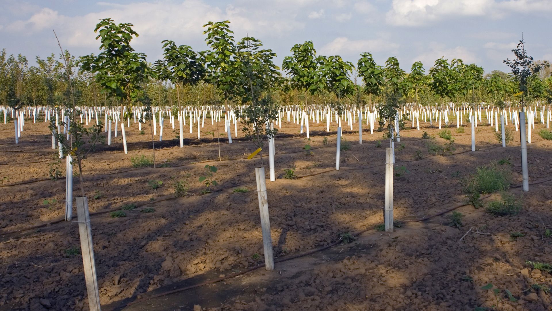 New Zealand: reforestation