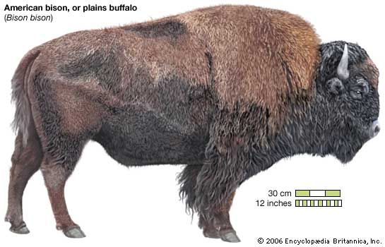 American bison