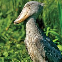 Shoebill. A Shoebill Stork (Balaeniceps rex), aka 'Whalehead' standing in shallow marsh. Resides in tropical East Africa. A very large bird related to the storks. It derives its name from its massive shoe-shaped bill.