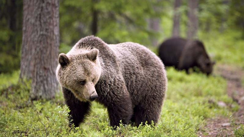 brown bear