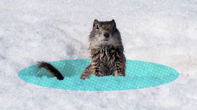 The video thumbnail shows a small squirrel peeking out of a snowy bank, with a blue circle surrounding it.