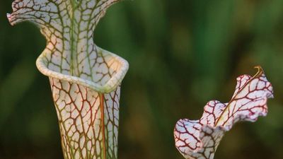 Crimson pitcher plant