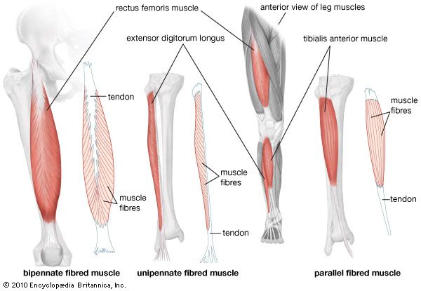 anterior view of human leg muscles