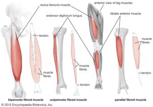 anterior view of human leg muscles