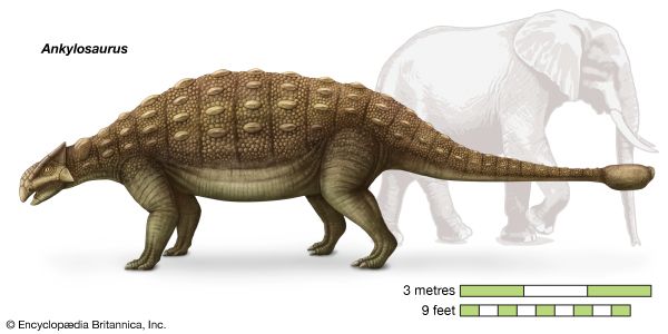 Ankylosaurus