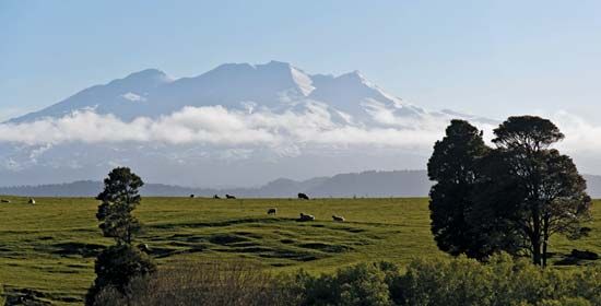 New Zealand: sheep