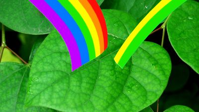 The video thumbnail image shows a green leaf with a rainbow graphic arcing towards it.