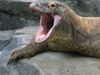 The world's largest lizard: The Komodo dragon