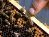 How do bees make honey?