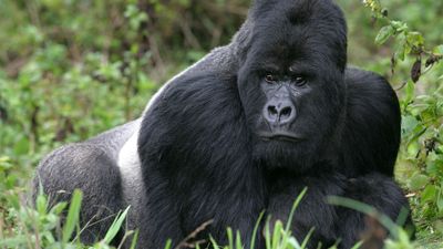 mountain gorilla (Gorilla gorilla beringei)