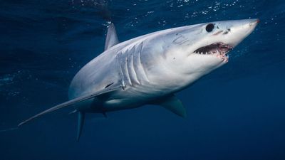 shortfin mako shark