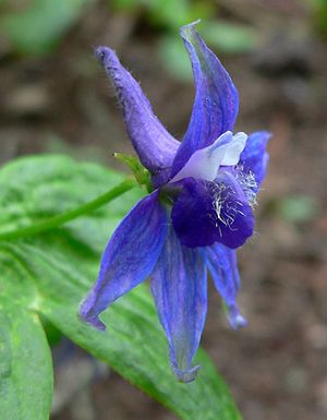 Baker's larkspur