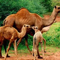 Dromedary camels (Camelus dromedarius). Animals, mammals.