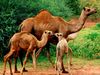 Dromedary camels (Camelus dromedarius). Animals, mammals.