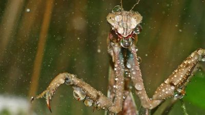 Praying mantis