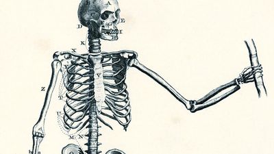 Encyclopaedia Britannica First Edition: Volume 1, Plate XIII, Figure 1, Anatomy, Of the Bones, A male skeleton showing major bone groups and joints