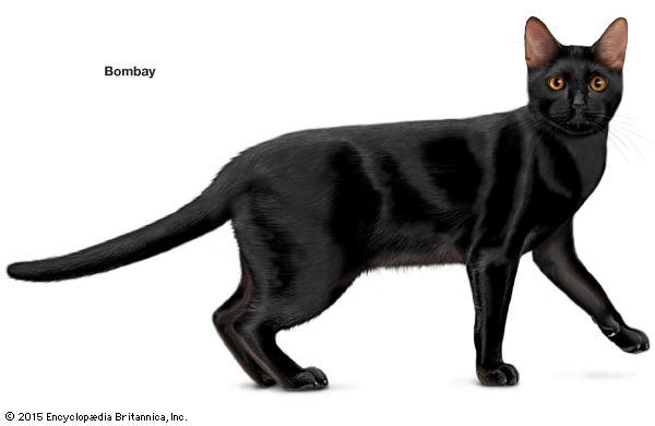 Bombay cat