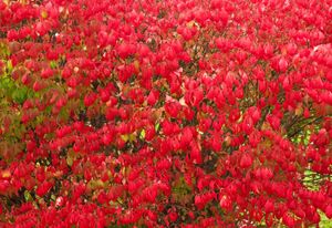 winged spindle tree