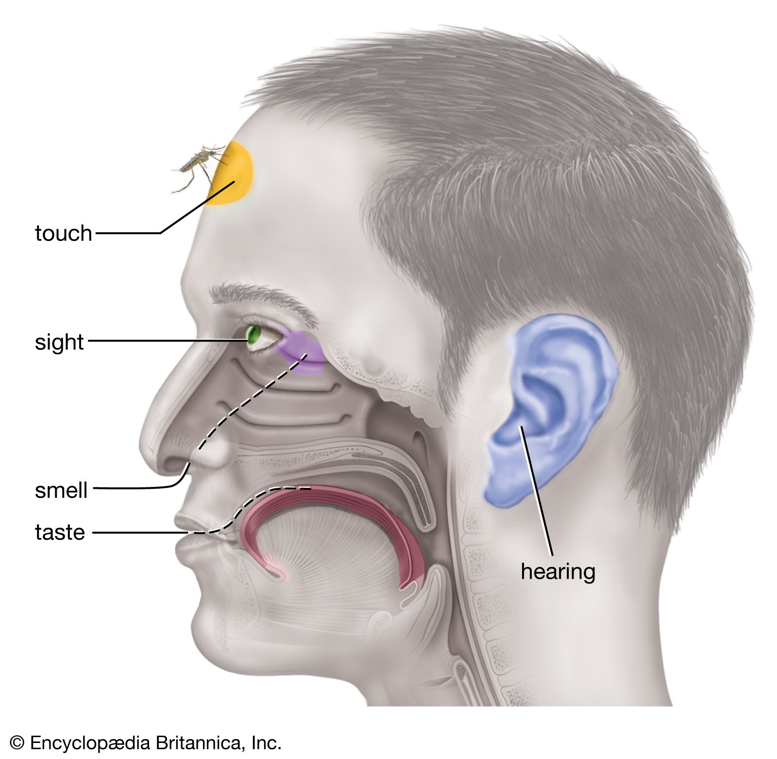 sensory reception