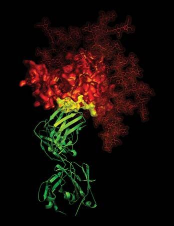 neutralizing antibody; HIV