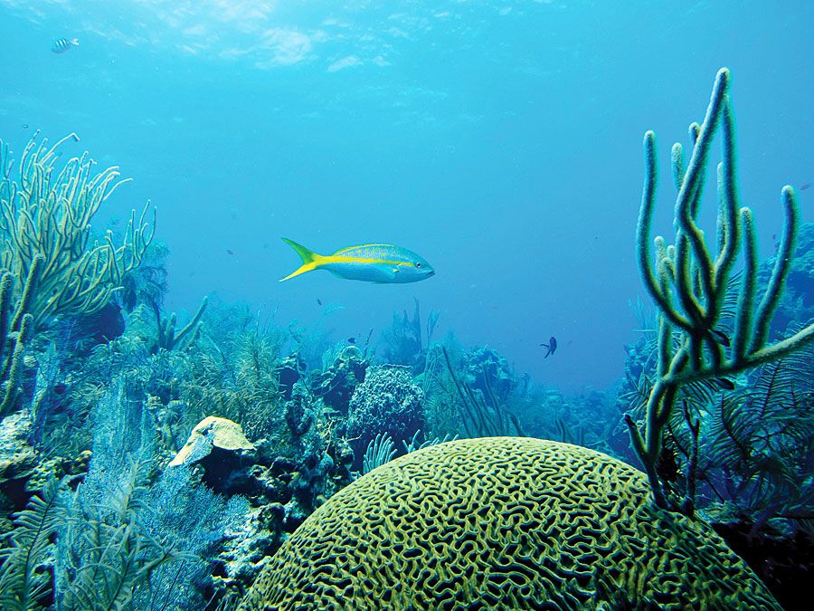 Coral reef with Yellowtail Snapper in the Belize Barrier Reef, Belize (Mesoamerican Barrier Reef System)