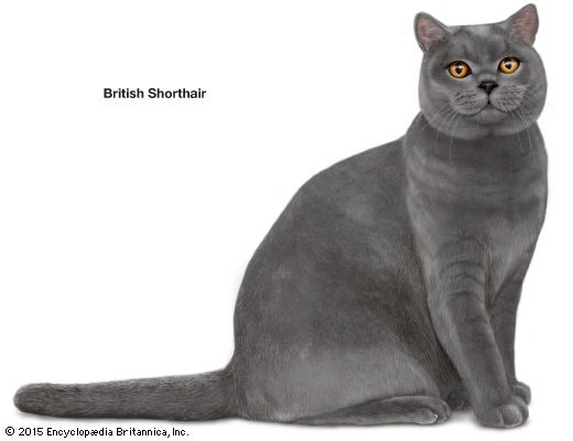 British Shorthair cat