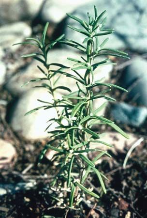 Rosemary (Rosmarinus officinalis)