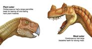 Two dinosaur heads showing feeding habits: meat eater ceratosaurus, plant eater psittacosaurus, dinosaurs