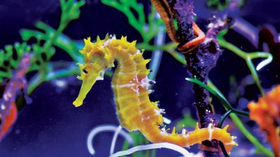 Sea horse or Seahorse, Hippocampus. Kingdom: Animalia Phylum: Chordata, Class: Actinopterygii, Order: Syngnathiformes, Family: Syngnathidae, Subfamily: Hippocampinae