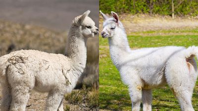 Alpaca and Llama side by side