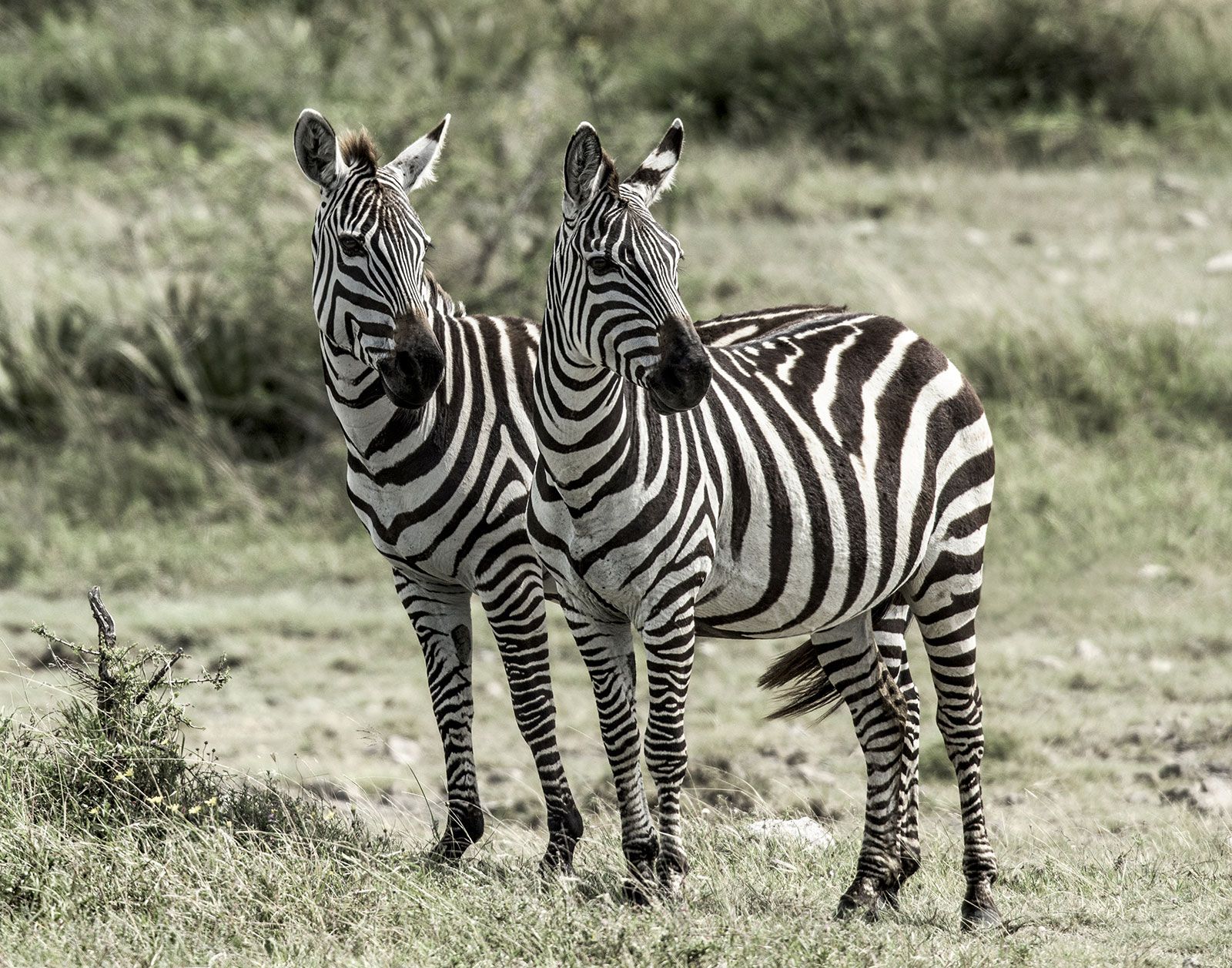 Are Zebras White With Black Stripes Or Black With White Stripes? |  Britannica