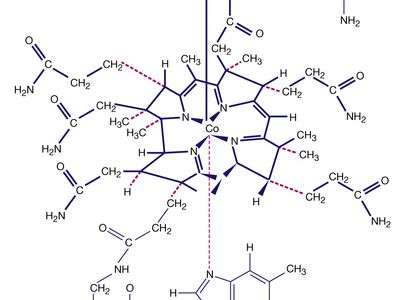 Coordination compounds contain a central metal atom surrounded by nonmetal atoms or groups of atoms, called ligands. For example, vitamin B12 is made up of a central metallic cobalt ion bound to multiple nitrogen-containing ligands.