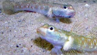 goby