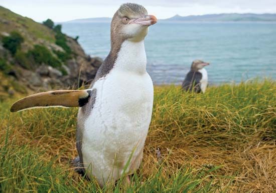 yellow-eyed penguin